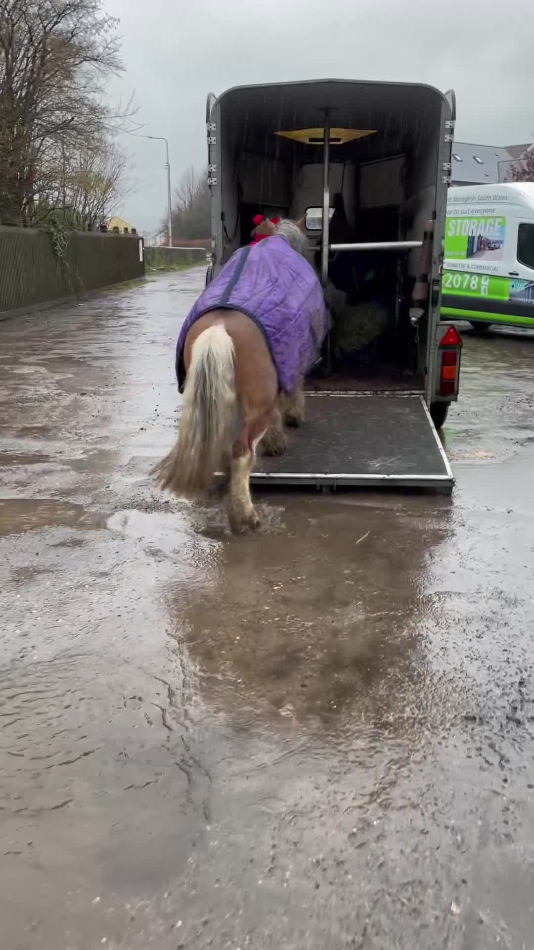 Other Breed horses for sale: 13hh blagdon gelding - Video 1