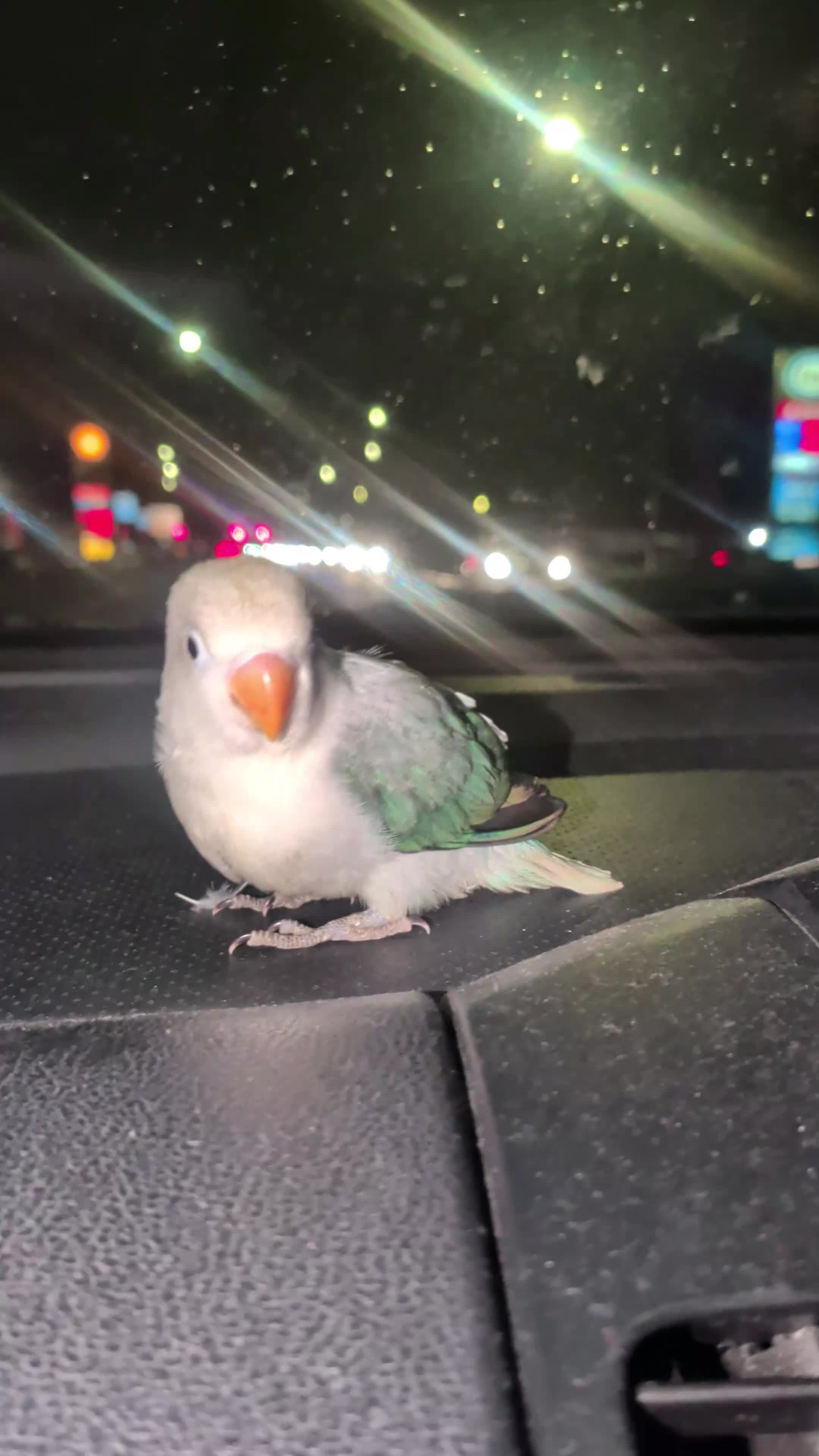 Lovebirds birds for sale: Baby Love Birds🦜 - Video 1