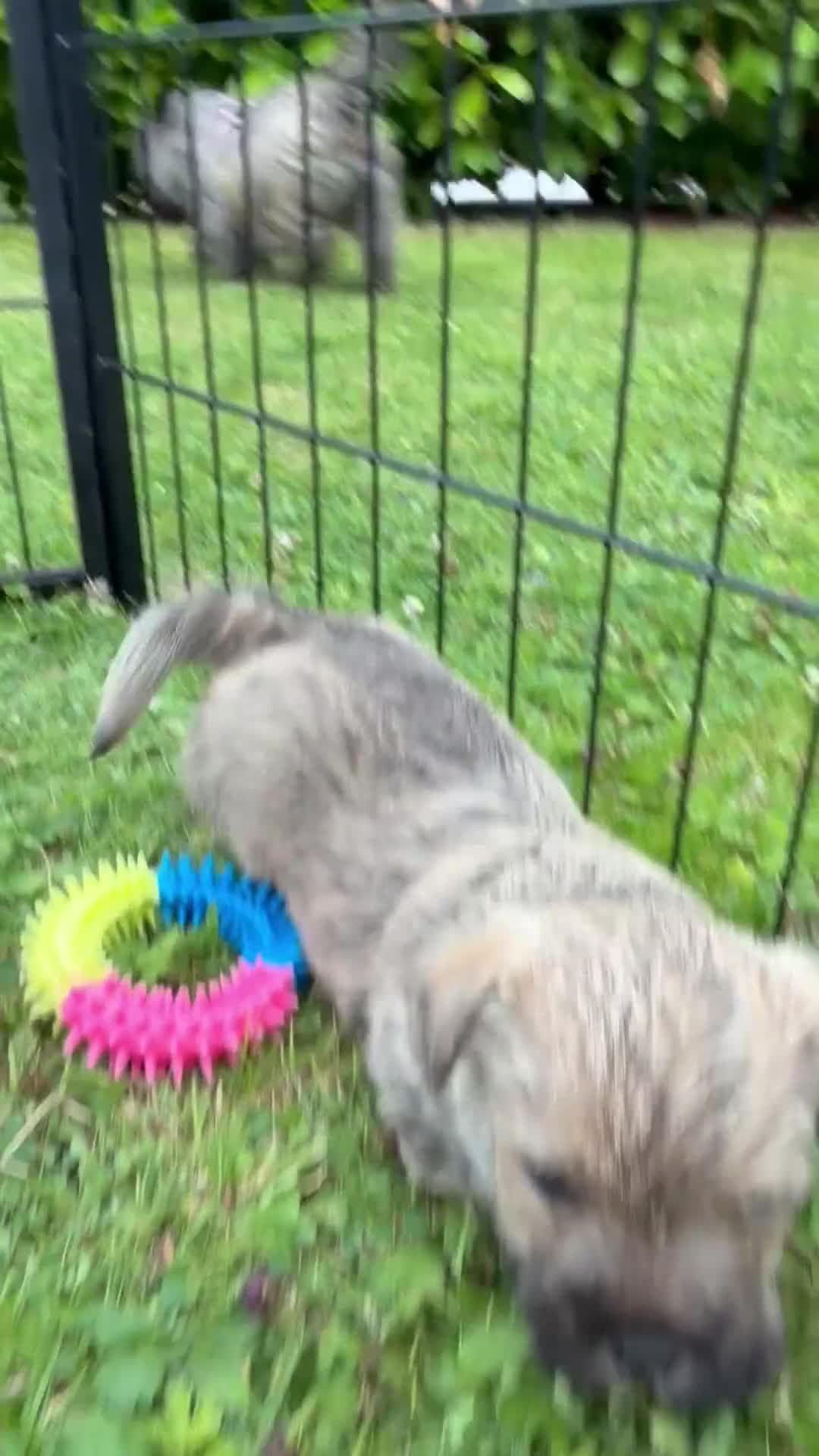 Cairn Terrier dogs for sale: Beautiful KC Reg Cairn Terrier Puppies 🐾  - Video 4