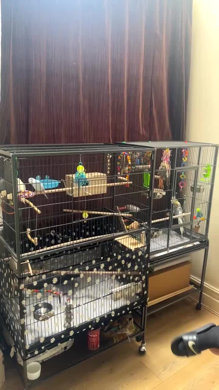 Cockatiels birds for sale: Cockatiel Pair – Beautiful & Well Cared For in Manchester - Video 2