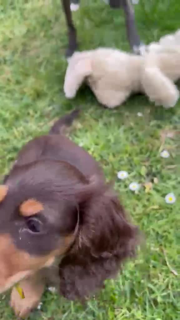 Dachshund dogs for sale: Last 2 Miniature longhaired dachshund Puppies - Video 3