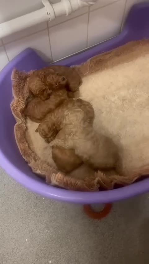 Maltipoo dogs for sale: Stunning quality Maltipo’s for sale  - Video 1