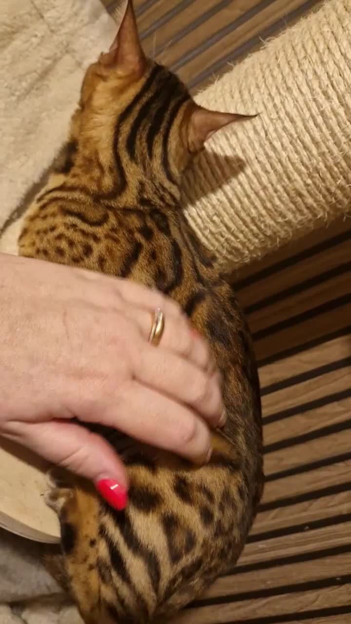 Bengal cats for sale: Beautiful queen ❤️ - Video 1