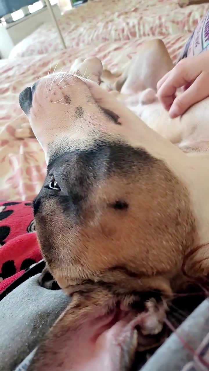Mixed Breed dogs for sale: American Bulldog x Staffy for rehoming  - Video 4