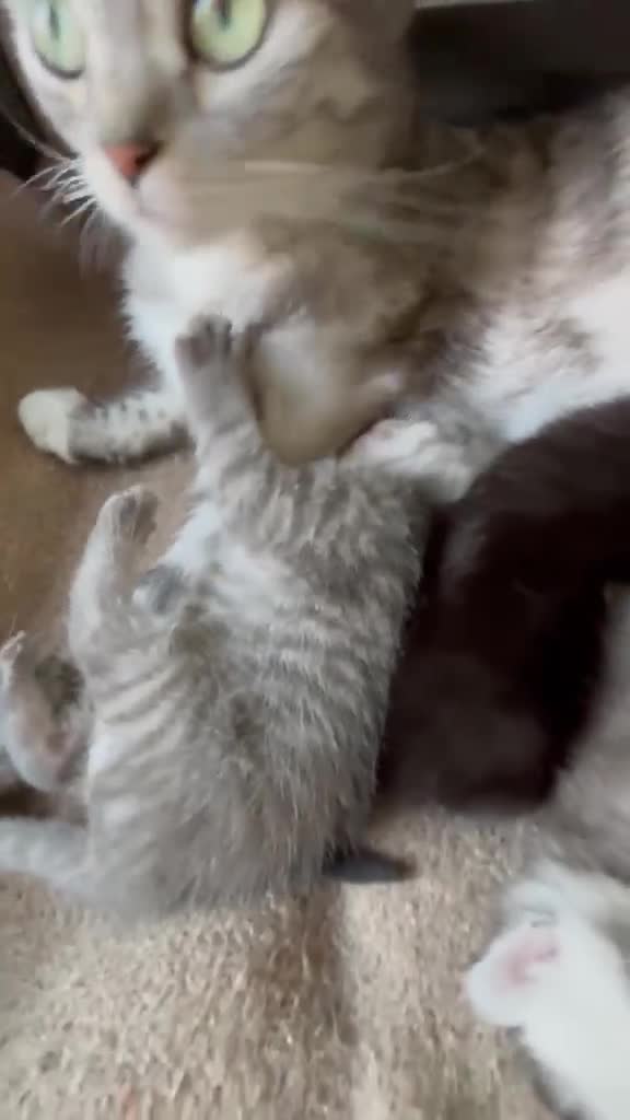 Brazilian Shorthair cats for sale: British shorthair kittens - Video 1