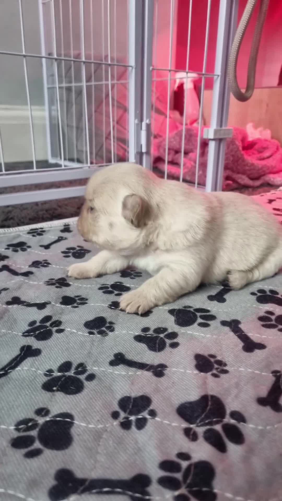 French Bulldog dogs for sale:  Open to offers Beautiful French Bulldog  - Video 2