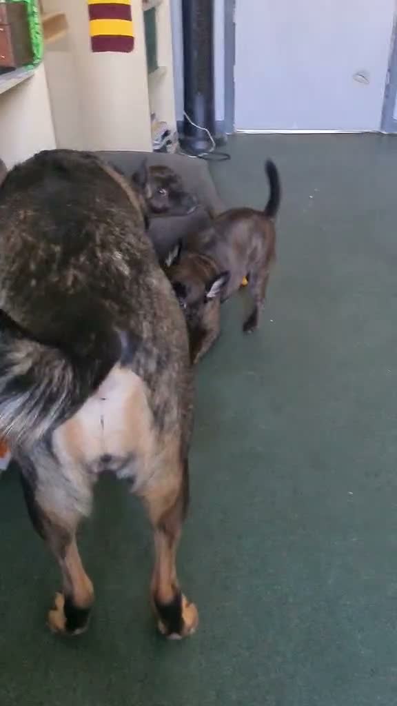 Mixed Breed dogs for sale: Luna 7yo  in Downham Market - Video 2