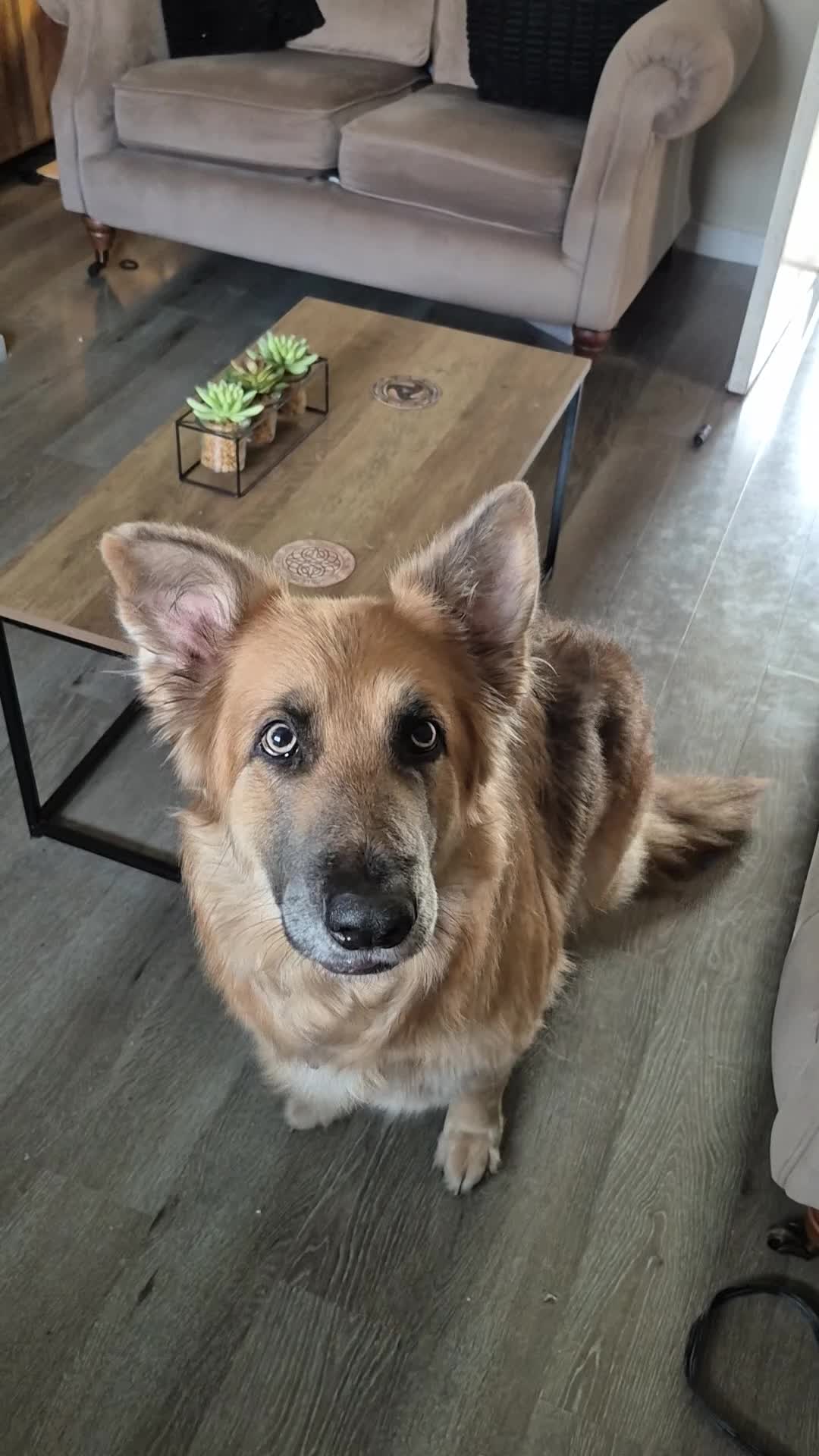 German Shepherd dogs for sale: Semi long haired german shepherd female. - Video 2