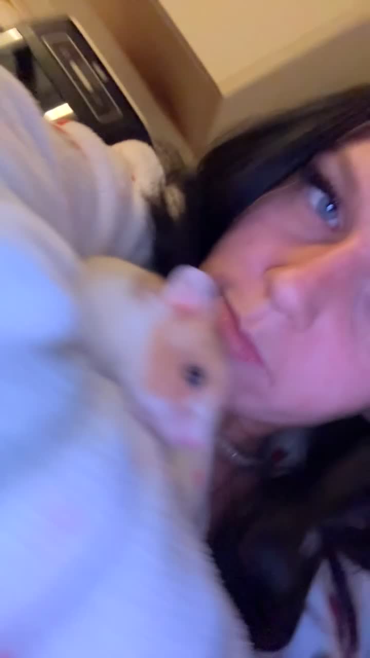 Hamster rodents for sale: Syrian  Hamster(with cage, food etc. - Video 1