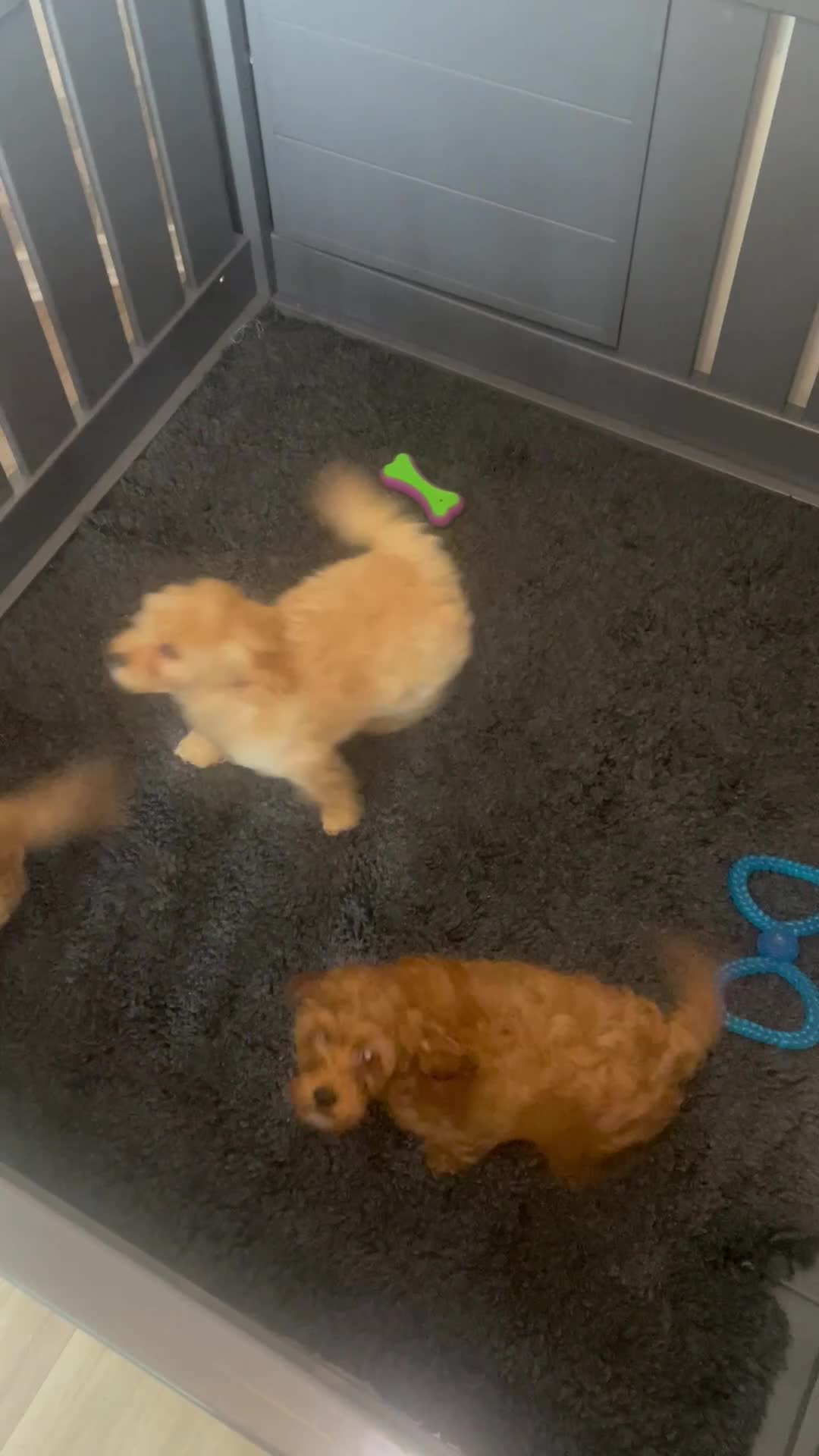 Cavapoo dogs for sale: Red f1b Cavapoo’s  - Video 1