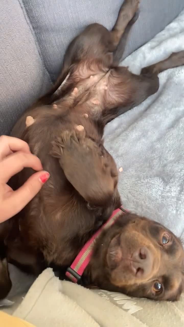 Cocker Spaniel dogs for sale: Beautiful rosie - Video 1