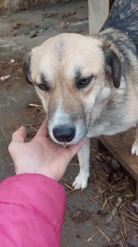 Mixed Breed dogs for adoption: CHLOE - a Lovely mix breed Girl, for a Loving Home - Video 2