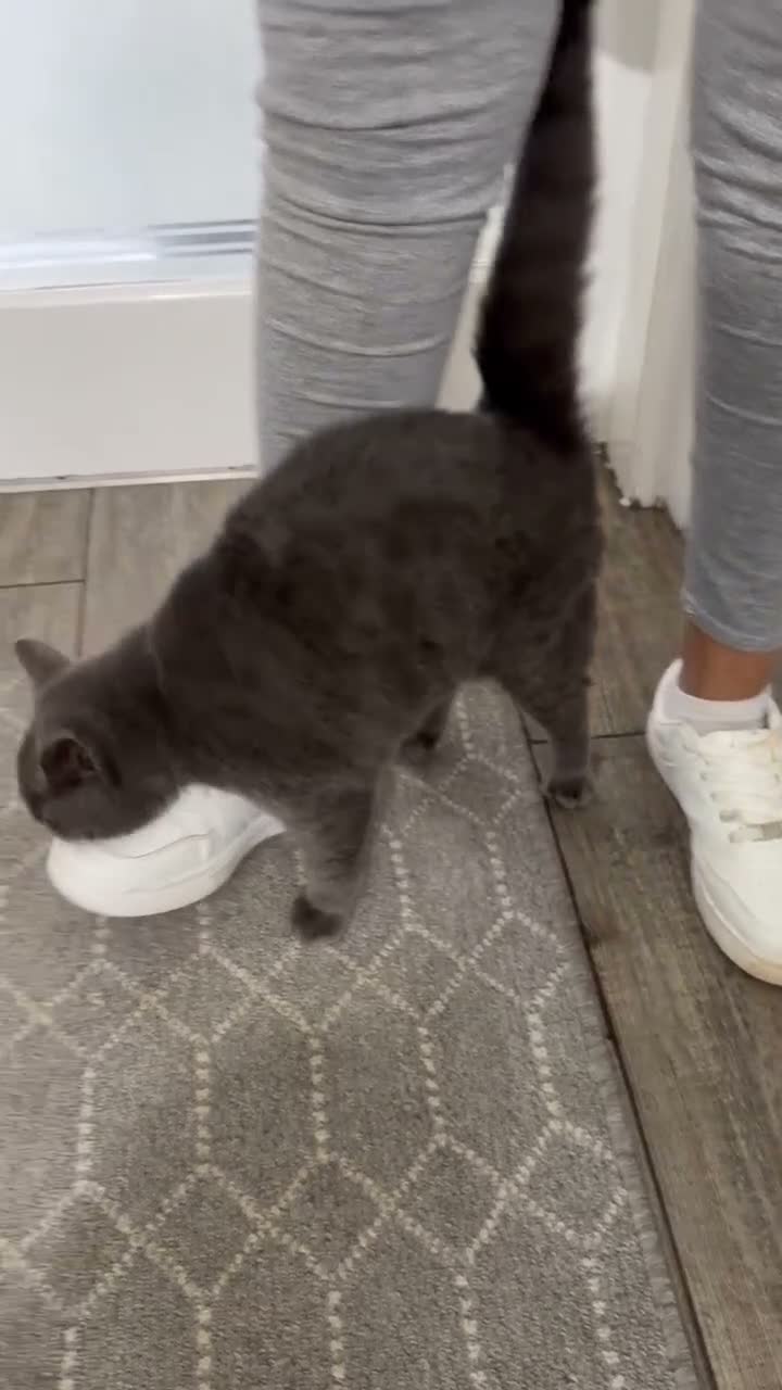 British Shorthair cats for sale: British short hair male  in Bolton - Video 1