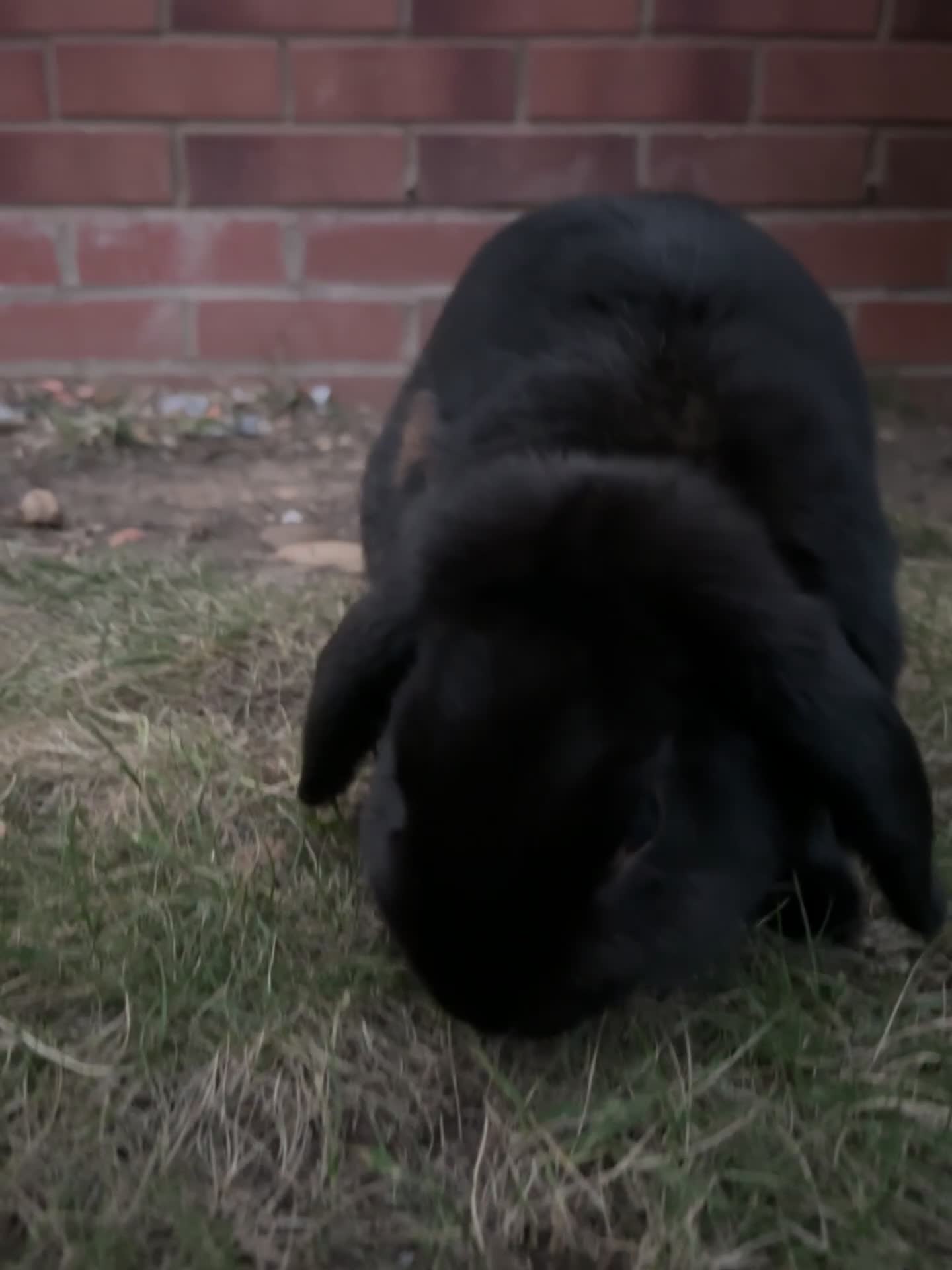 Mini Lop rabbits for sale: Mini Lop Rabbit looking for a home 🥰 - Video 1
