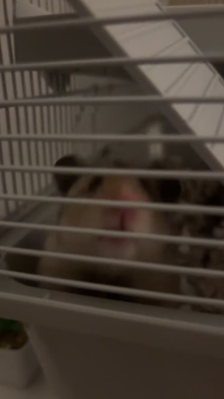 Hamster rodents for sale: Syrian Hamster - Cody - Video 4