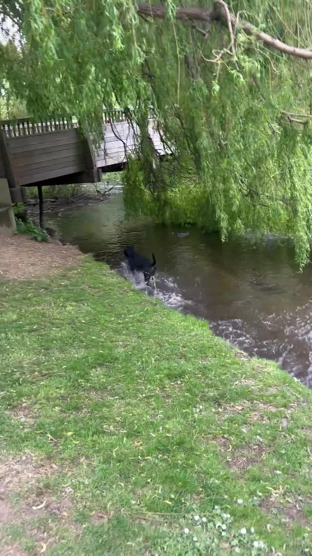 Mixed Breed dogs for stud: Dutch shepherd cross  in Welwyn Garden City - Video 2