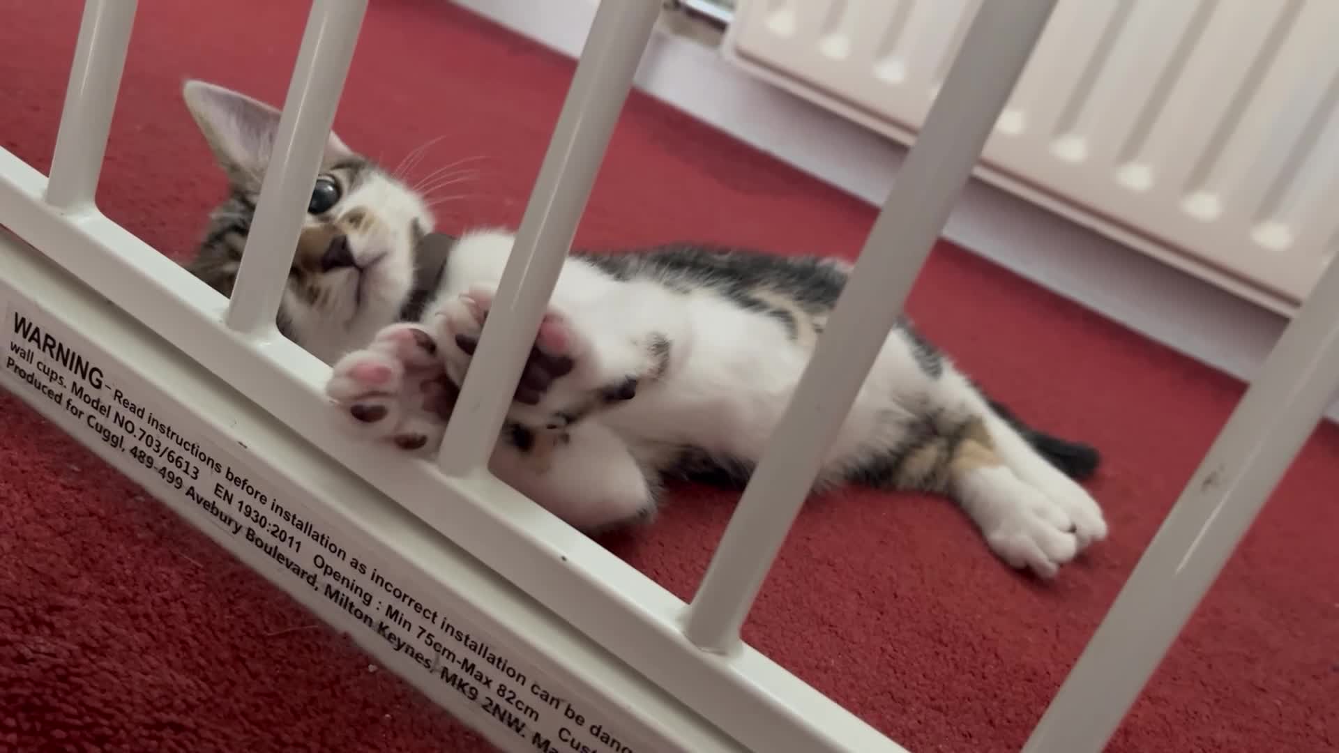Mixed Breed cats for sale: Muffin - Video 1