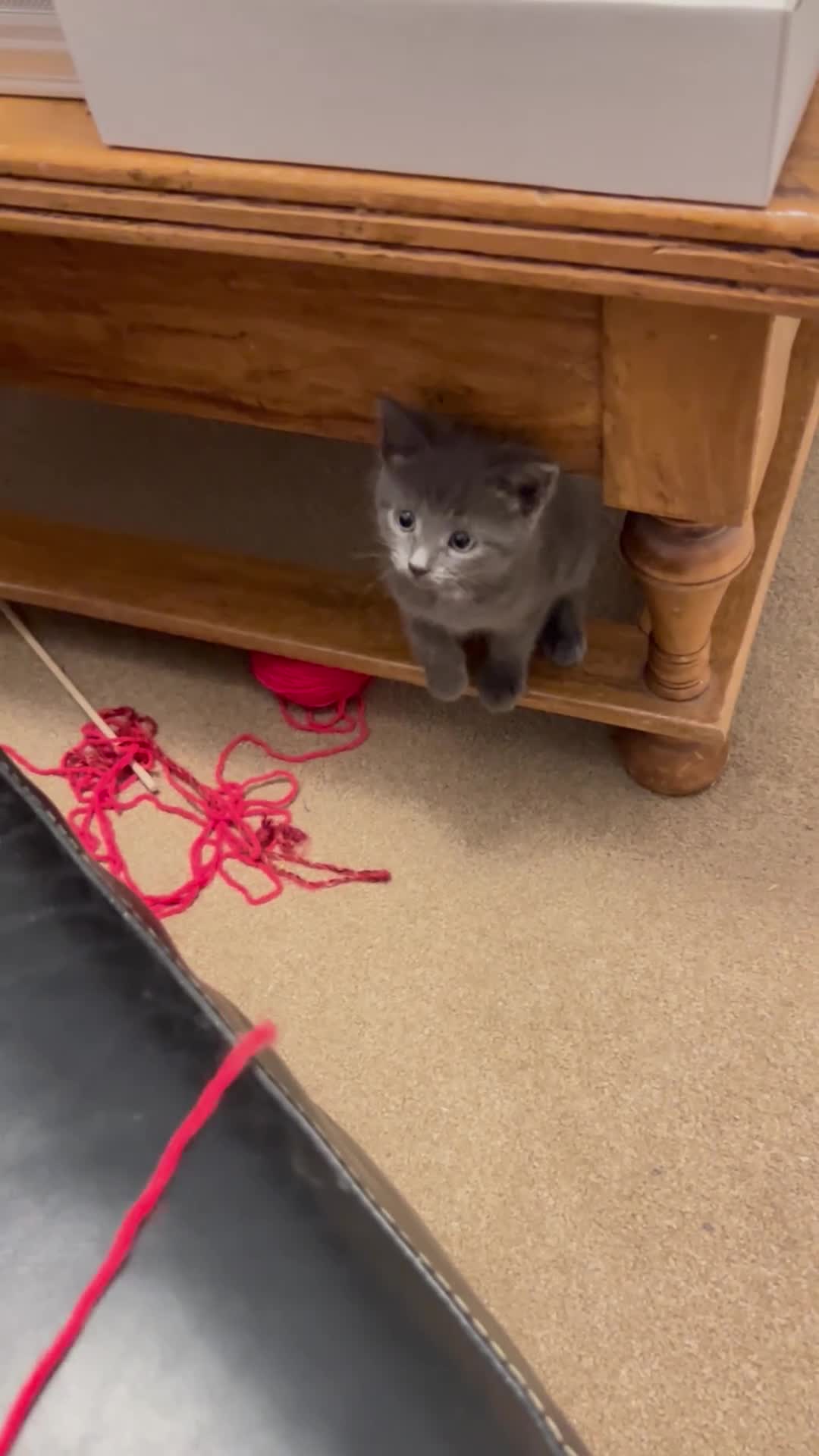 Russian Blue cats for sale: Girl Russian blue kitten 9 weeks  - Video 1