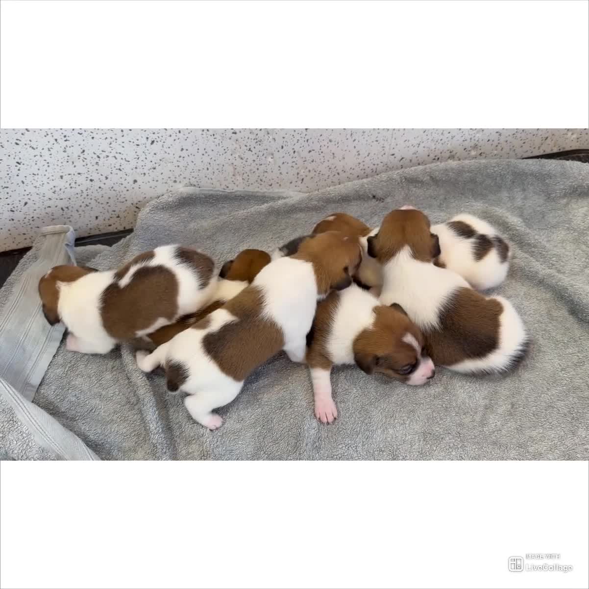 Jack Russell dogs for sale: Jack Russell puppies  - Video 3