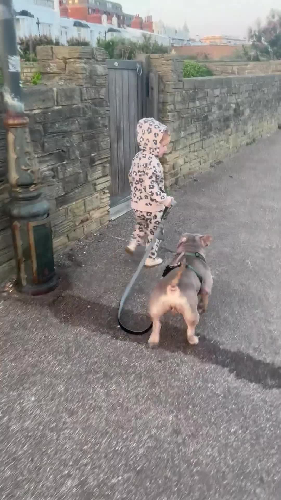 American Bully dogs for sale: Exotic Bully pup - Video 1