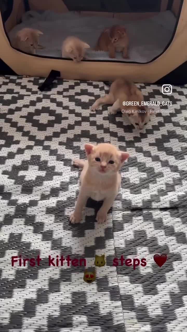 Abyssinian cats for sale: Pure pedigree Tica registered Abyssinian kittens  - Video 2