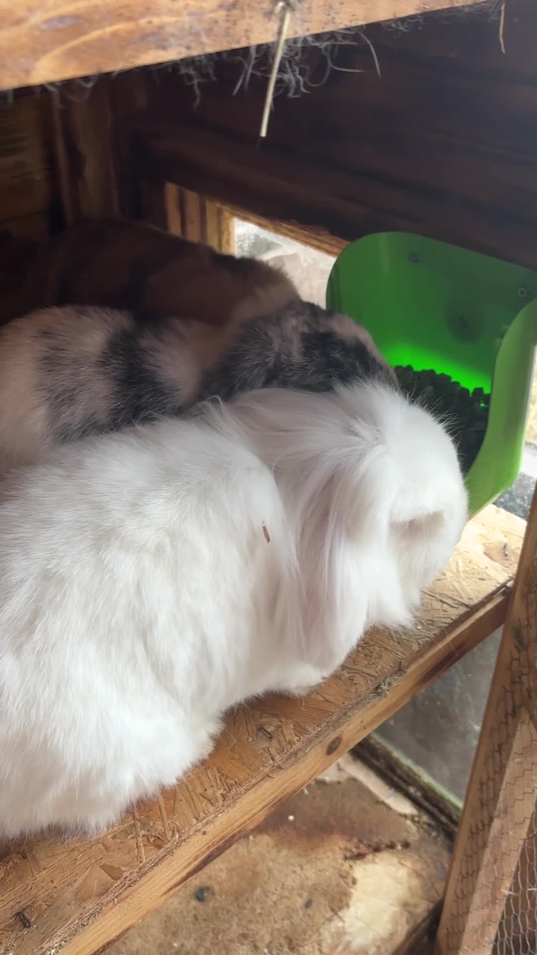 Mini Lop rabbits for sale: 3 lop-eared rabbits looking for a loving new home in Castleford - Video 1