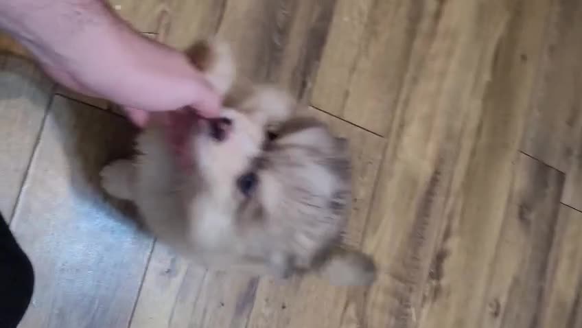 Pomsky dogs for sale: Pomsky Puppies - Video 5