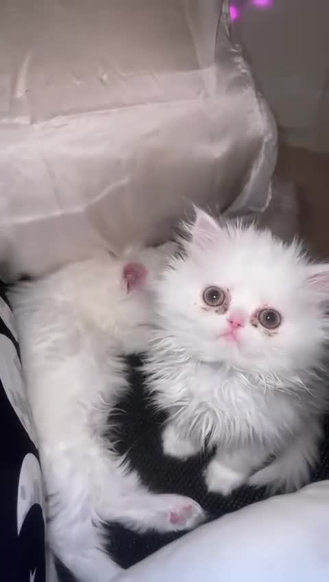 Persian cats for sale: ꨁ 🍃 ҉🌺☆ EXOTIC LONG HAIR PERSIAN  - Video 2