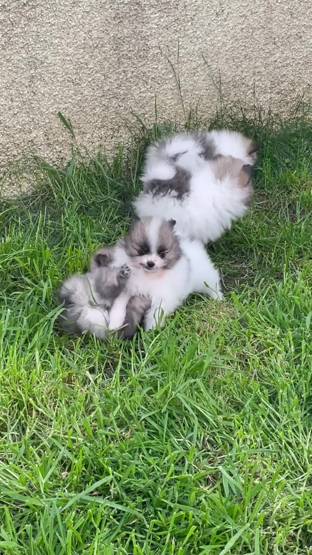 Pomeranian dogs for sale: KC reg Beautiful Teddy bear Pomeranian girls - Video 1