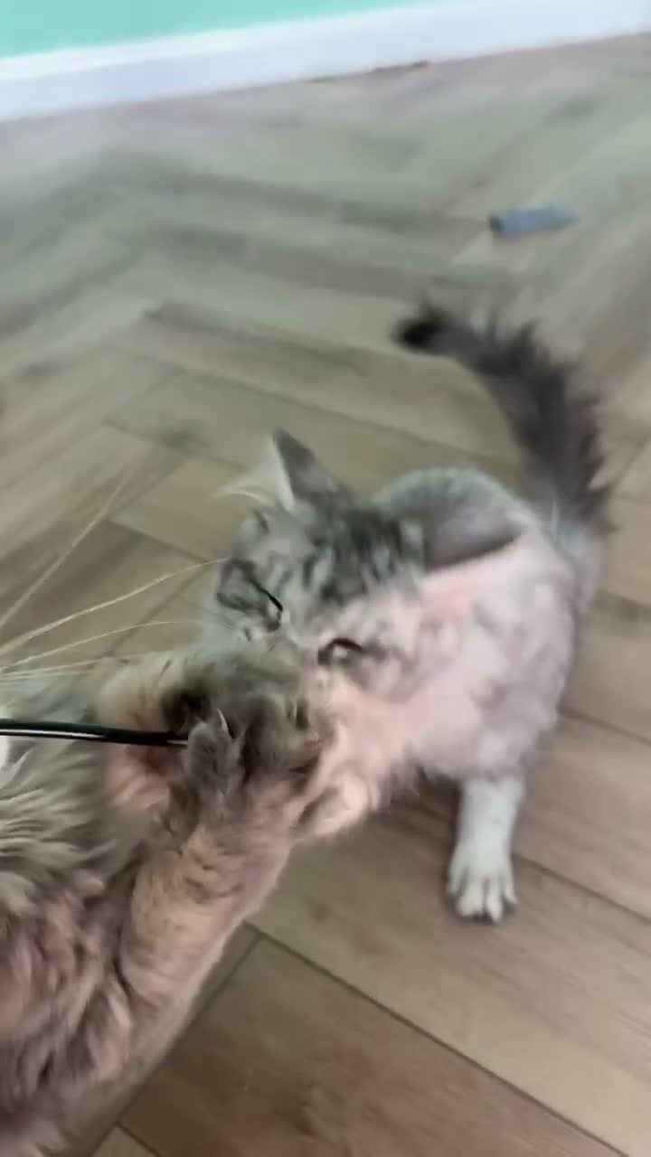 Maine Coon cats for sale: one left Tica registered mainecoon kittens - Video 1