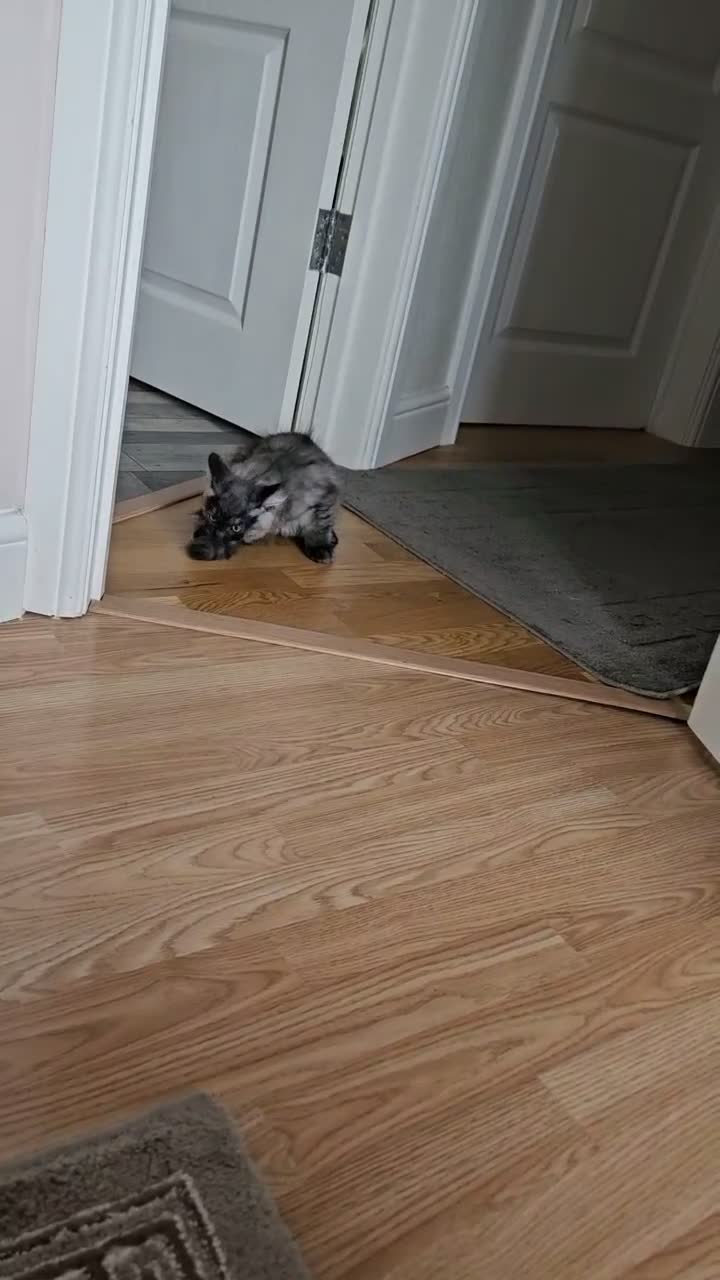 Mixed Breed cats for sale: Kitten looking for new home.  in Dartford - Video 3