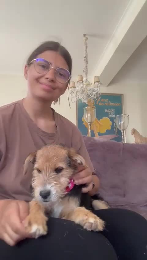 Mixed Breed dogs for adoption: Terrific Little Trixie - Video 1