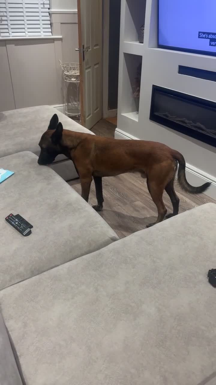 Belgian Shepherd Dog dogs for sale: Belgian Malinois Male Leeds - Video 3