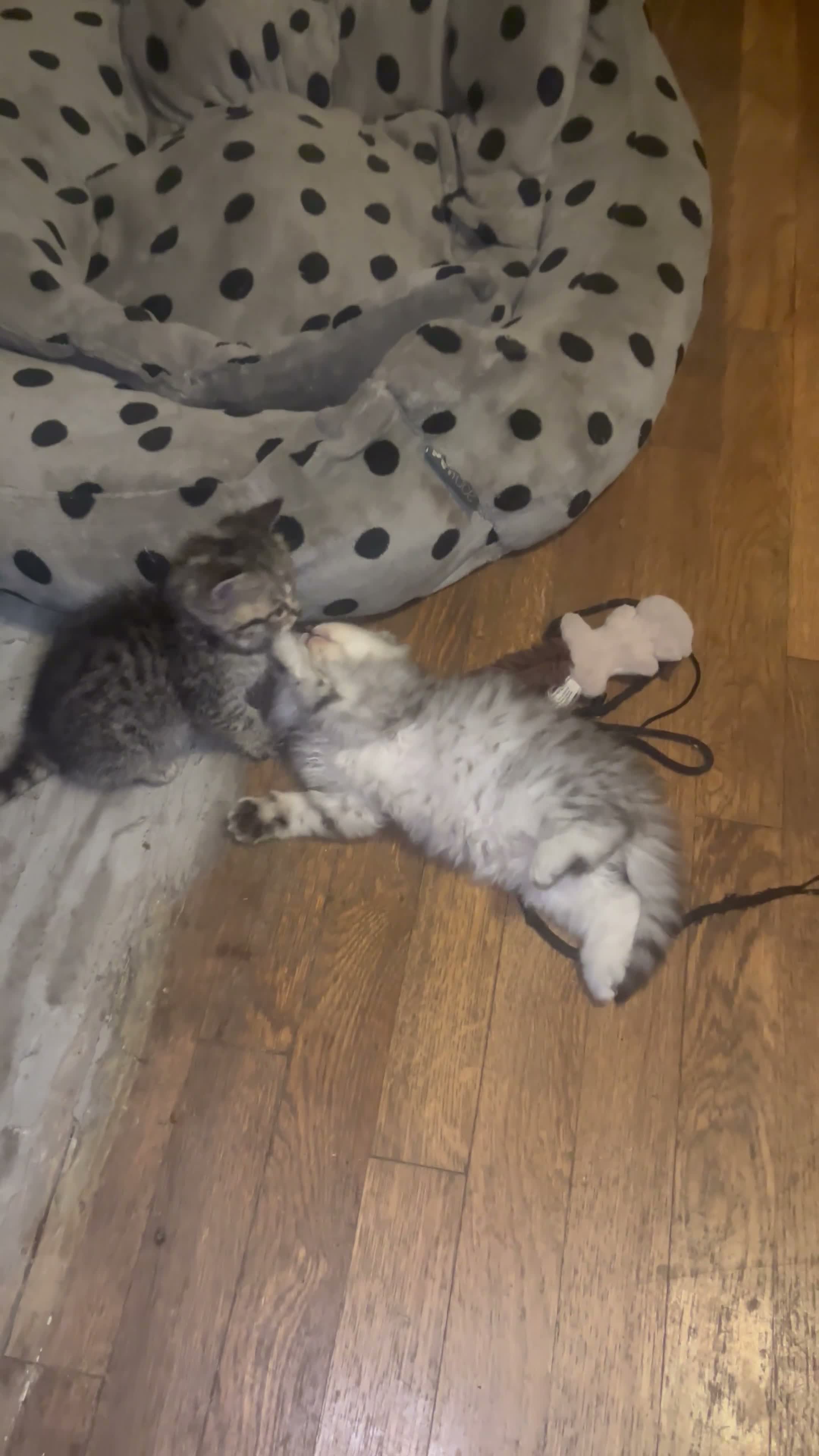 Persian cats for sale: Beautiful healthy Persian X Bengal kittens  - Video 1