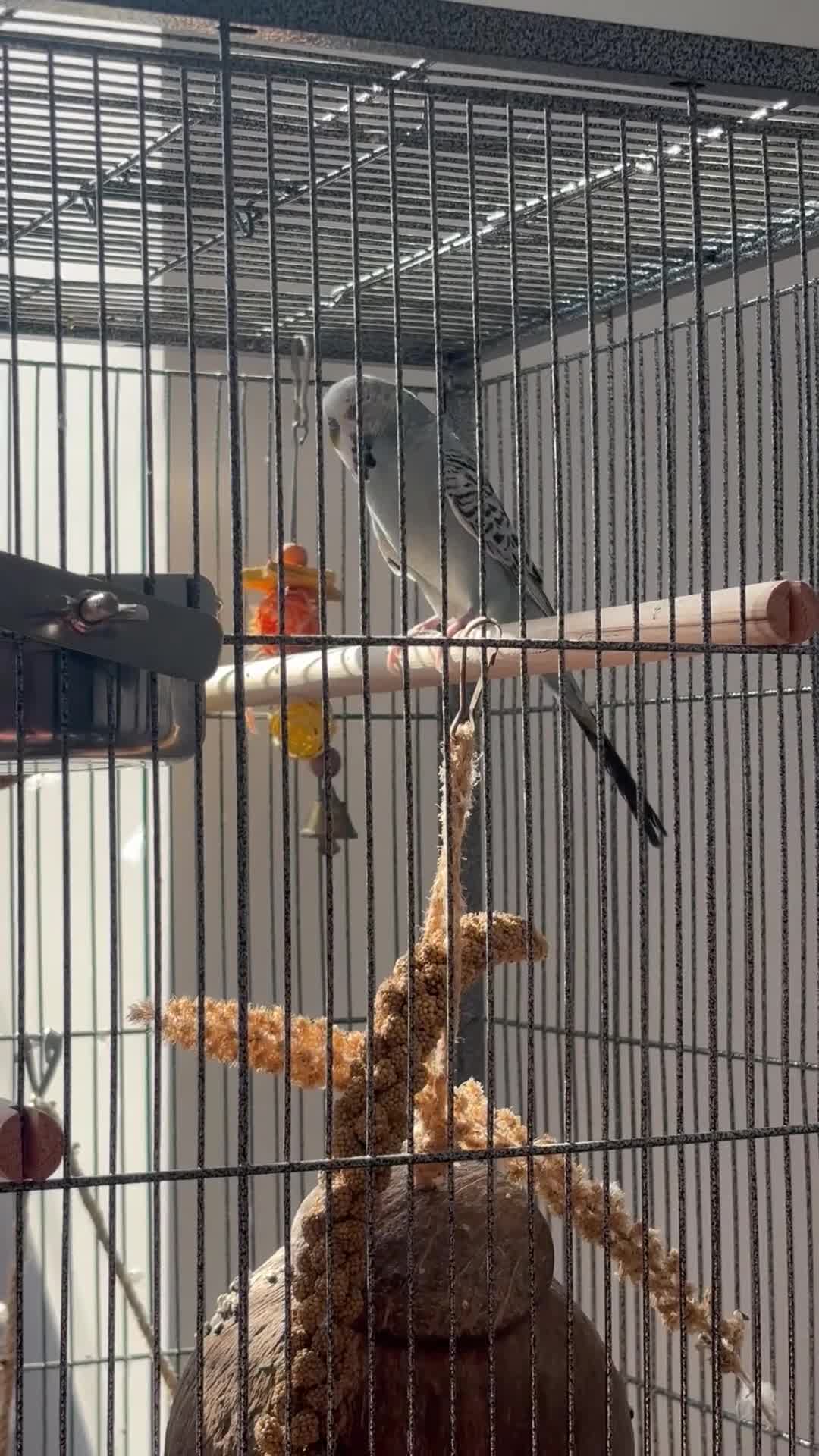 Budgerigars birds for sale: Budgie for adoption in Rochester - Video 4