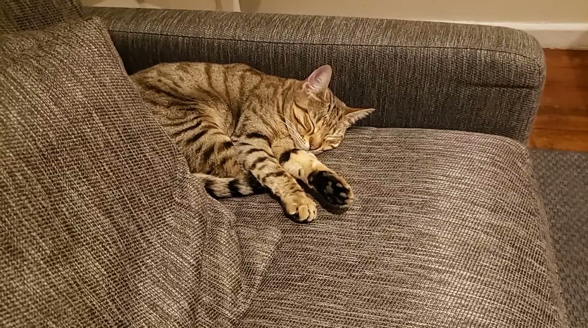 Mixed Breed cats for sale: Two very friendly Young Adult sister Cats - Video 1