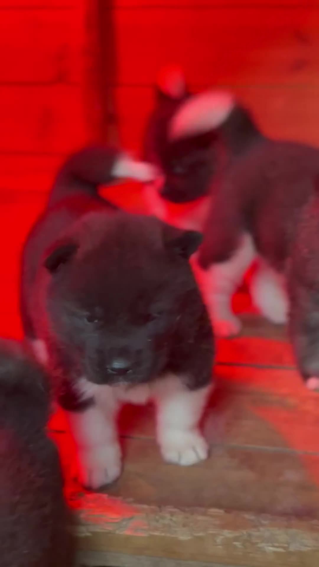 Akita dogs for sale: Beautiful KC Registered American Akita Puppies - Video 1