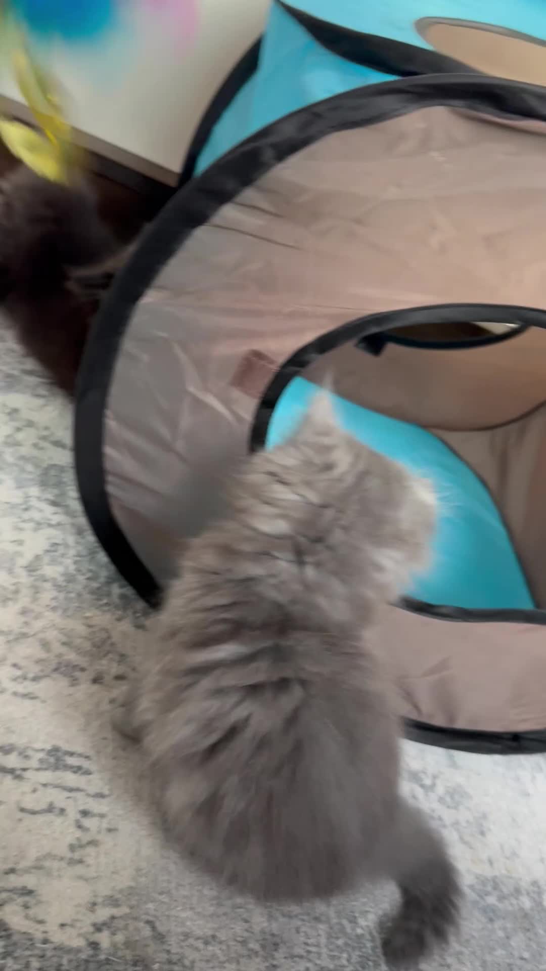 Persian cats for sale: Beautiful pureBreed Persian kittens - Video 2