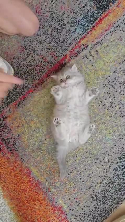 British Longhair cats for sale: Stunning white and grey BLH. Wonderful & friendly - Video 2