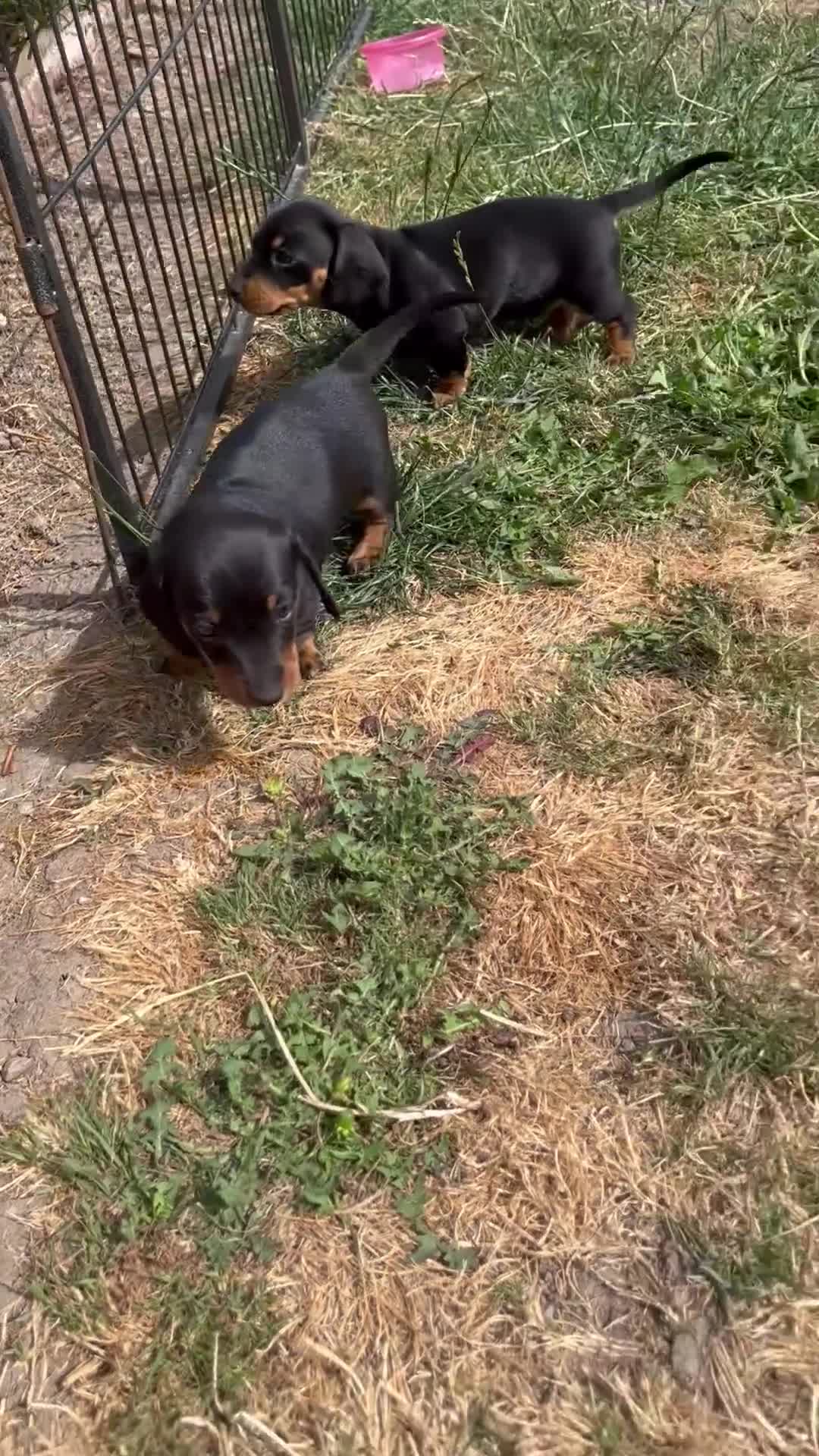 Miniature Dachshund dogs for sale: Miniature Dachshund Puppies - Video 1