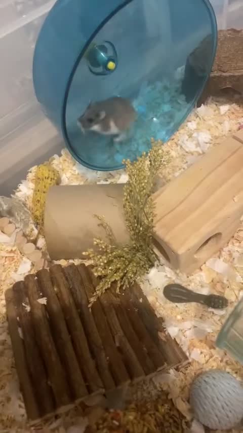 Hamster rodents for sale: Hamster  - Video 1