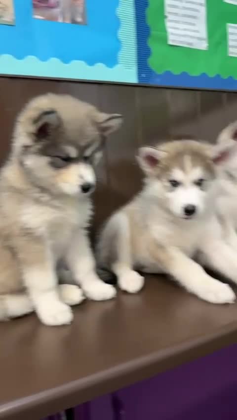 Siberian Husky dogs for sale: Beautiful husky  - Video 1