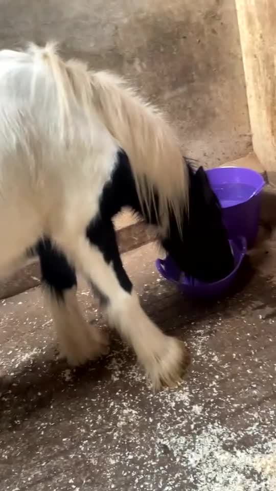 Irish Cob horses for sale: 12.1hh Piebald Mare, 2 Years Old - Video 3