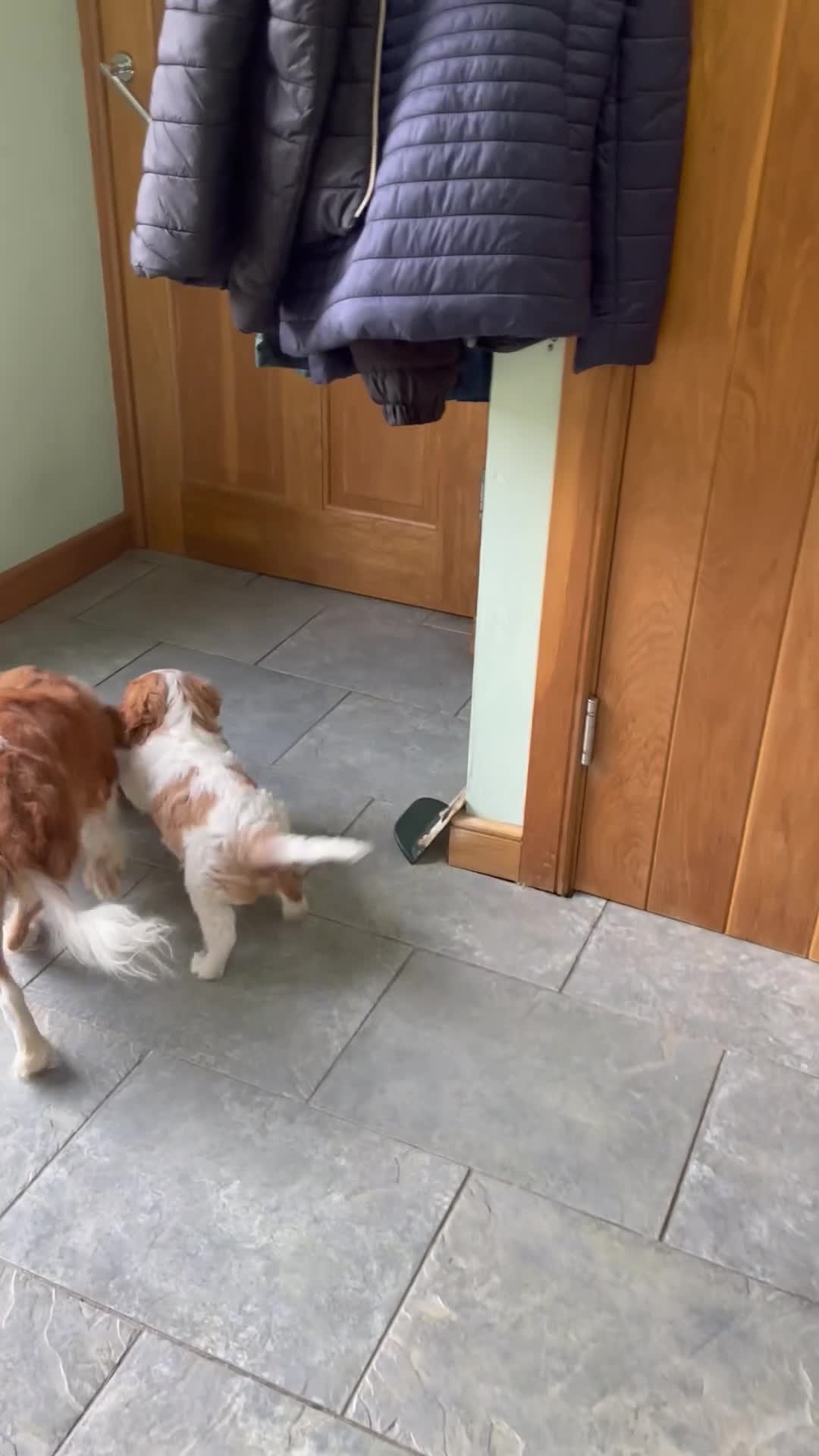 Cavalier King Charles Spaniel dogs for sale: K C Reg Cavalier King Charles  - Video 2