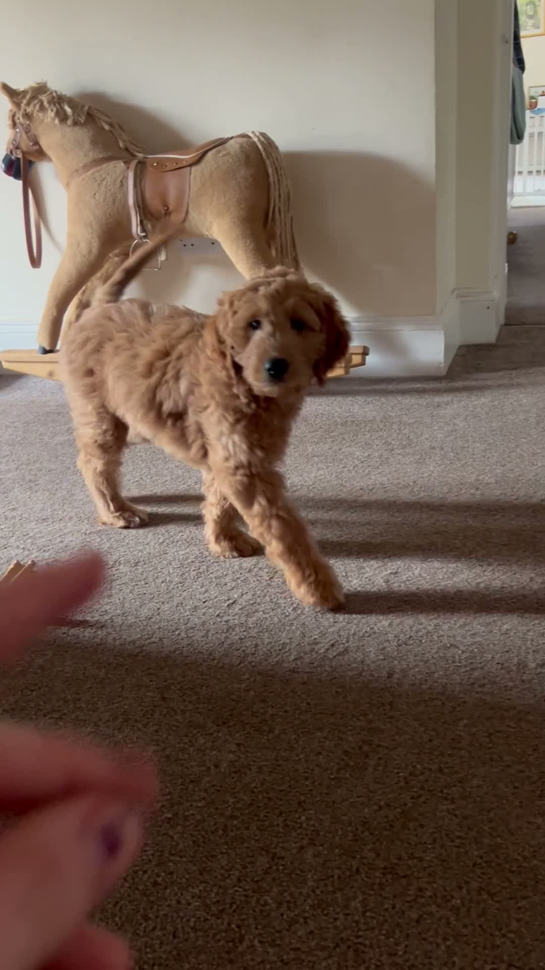 Goldendoodle dogs for sale: Outstanding F1 Standard GoldenDoodles - Video 1