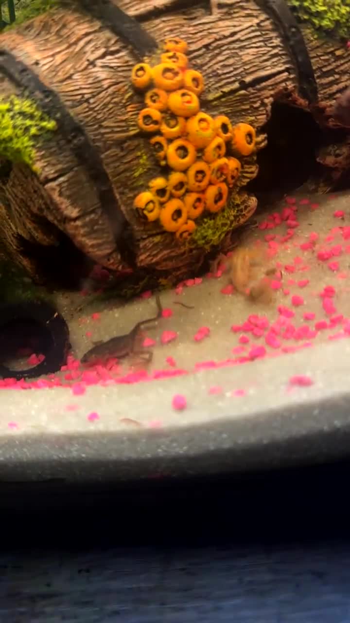 Plecos fish for sale: 2 snowwhite plecs & 4 dwarf frogs  in Dunfermline - Video 2