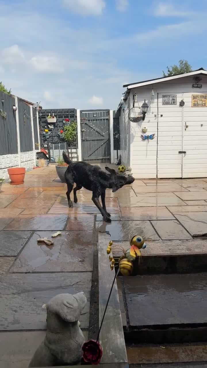 Mixed Breed dogs for sale: gorgeous cane corso/german shepard - Video 2