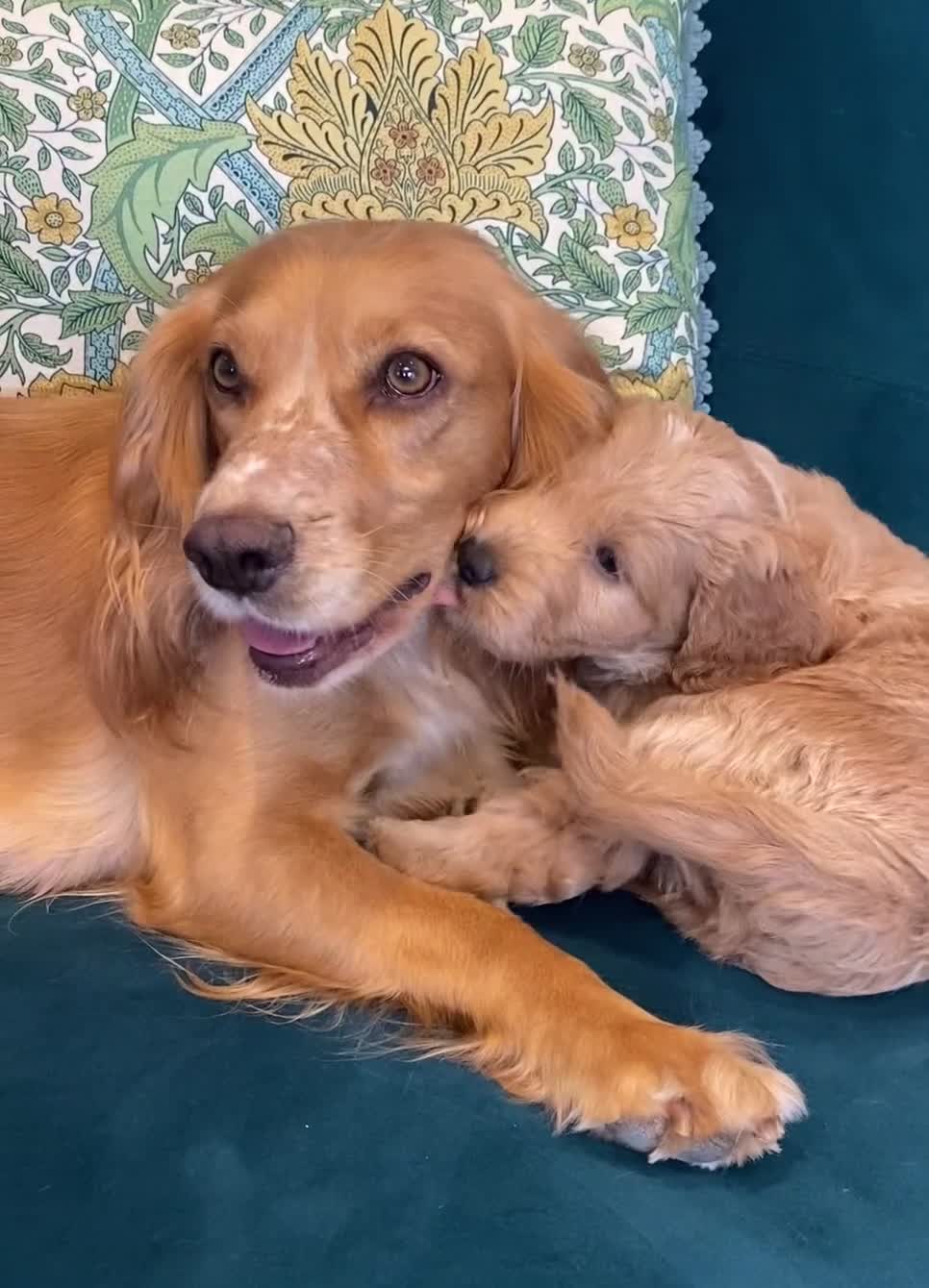 Cockapoo dogs for sale: 2 BOYS LEFT Quality F1 Cockapoos DNA CLEAR PARENTS - Video 1