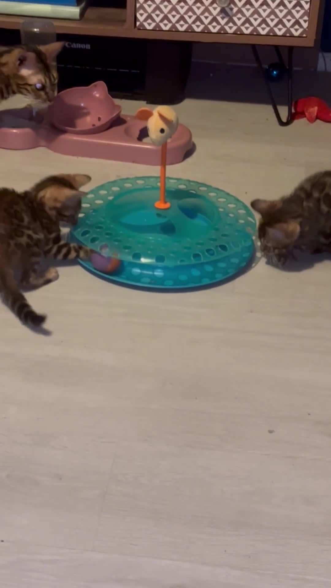 Bengal cats for sale: Last boy pure bengal kitten Ready to leave - Video 2