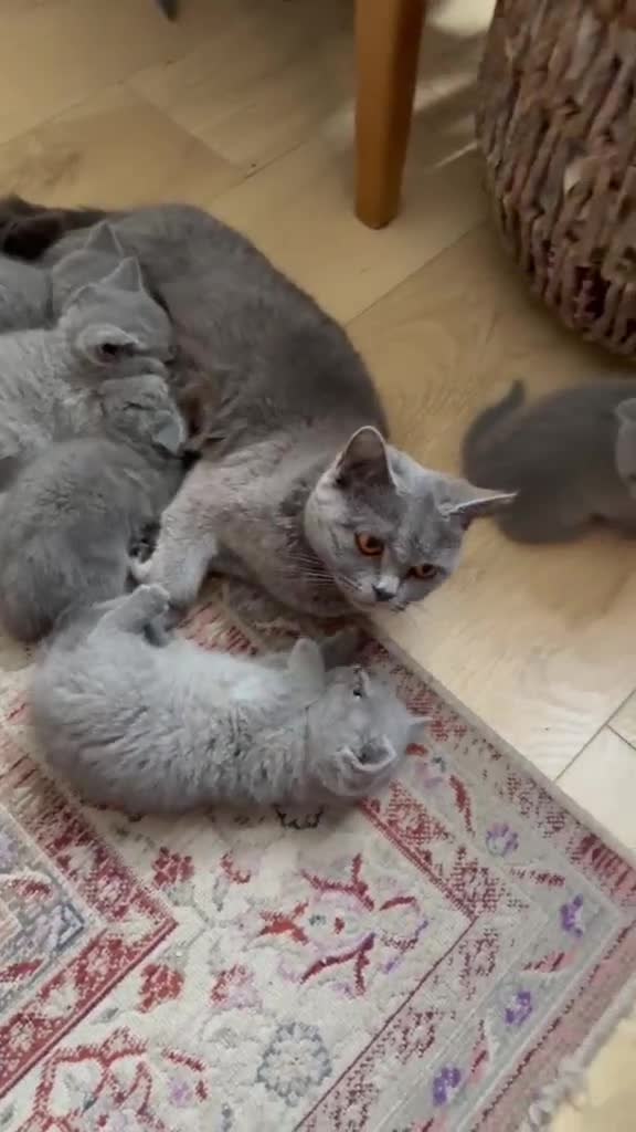 British Shorthair cats for sale: Six Lovely British Shorthair Kittens - Video 1